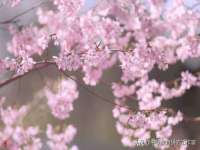 保定安双商贸有限公司