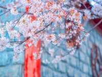 保定安双商贸有限公司