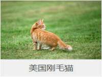 保定安双商贸有限公司